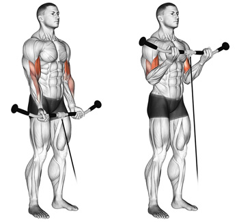 cable bicep curls