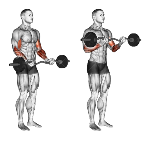 EZ Bar Barbell Curl