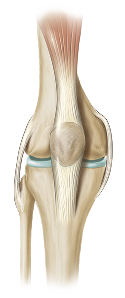 knee joint