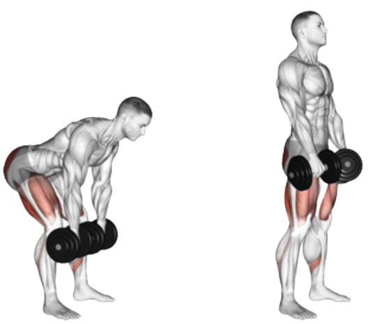 romanian dead lift with dumbbells