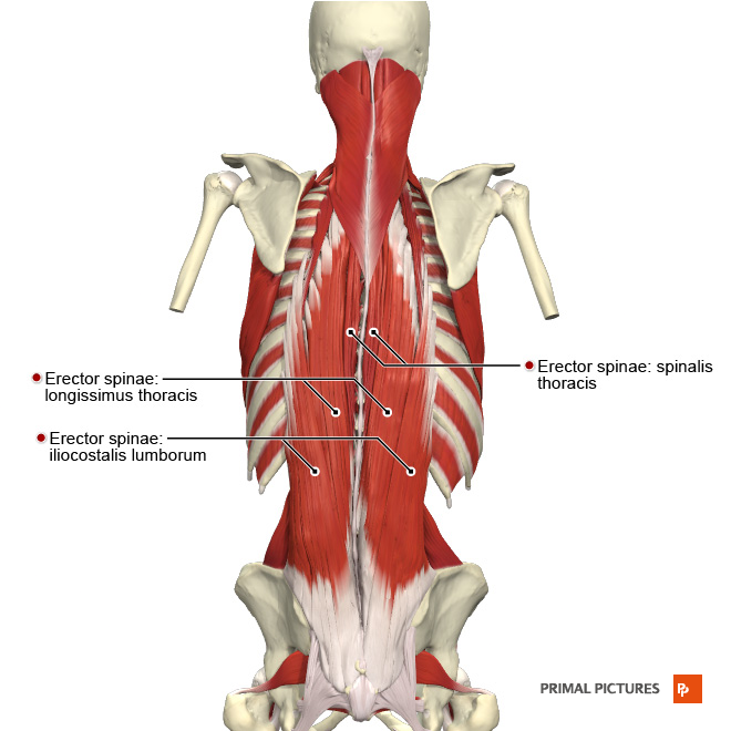 erector spinae